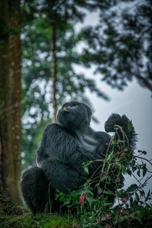 Mountain gorilla, Volcanoes National Park