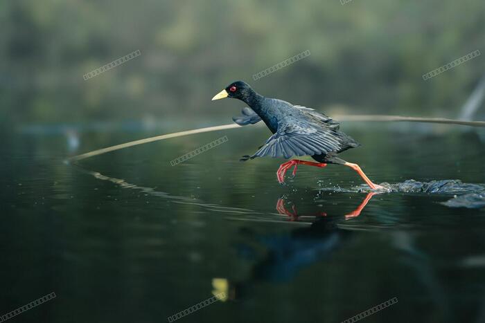 Birds in flight